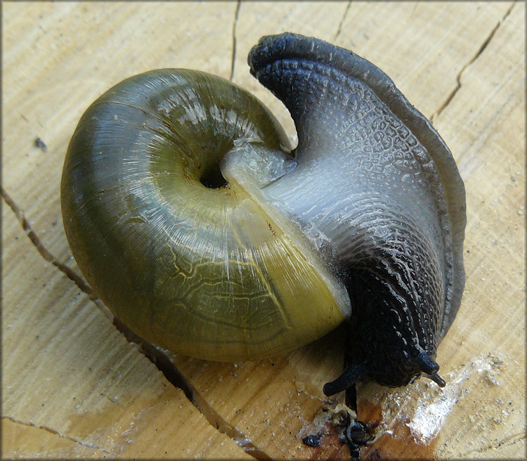 Mesomphix globosus (MacMillan, 1940) Globose Button